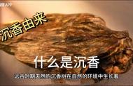 沉香科普：让你深入了解这种神奇香料