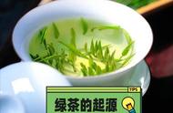 绿茶启示录：探索起源，解码品种，解锁泡制秘密