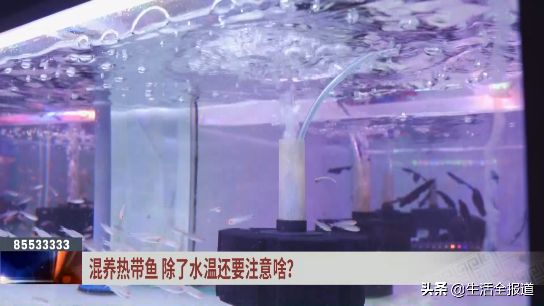 热带鱼新手指南_热带鱼 银针_鹦鹉鱼养护方法