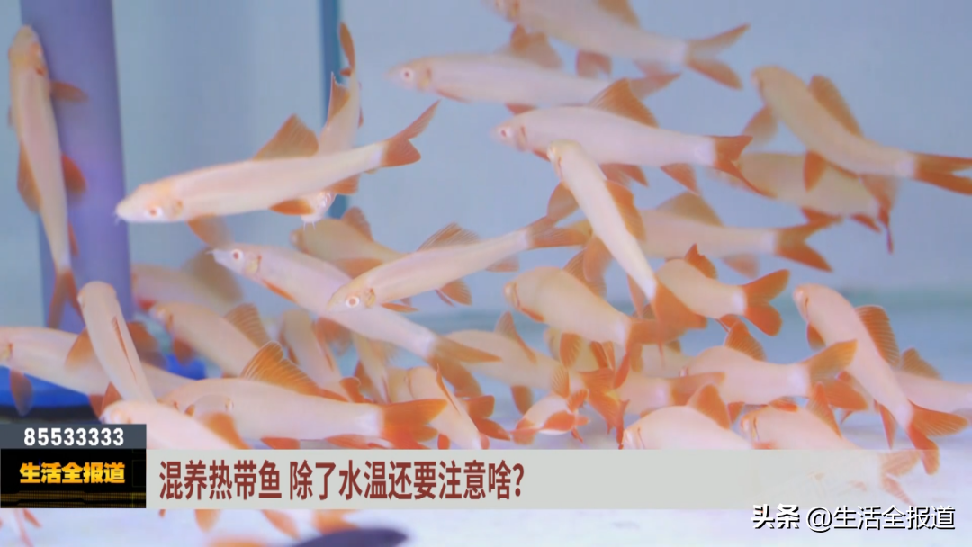 鹦鹉鱼养护方法_热带鱼 银针_热带鱼新手指南