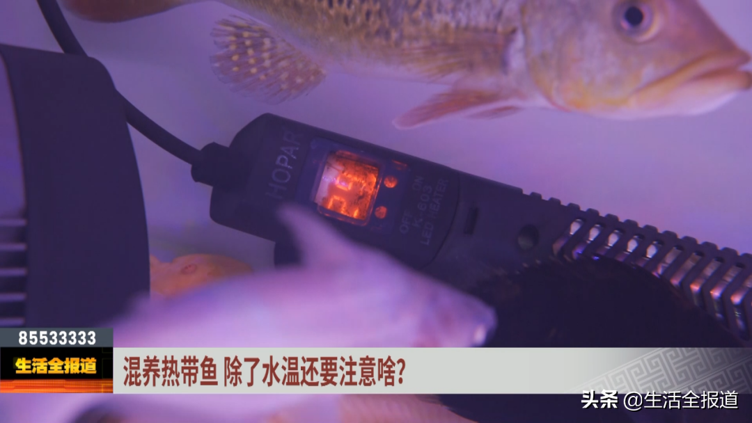 鹦鹉鱼养护方法_热带鱼新手指南_热带鱼 银针