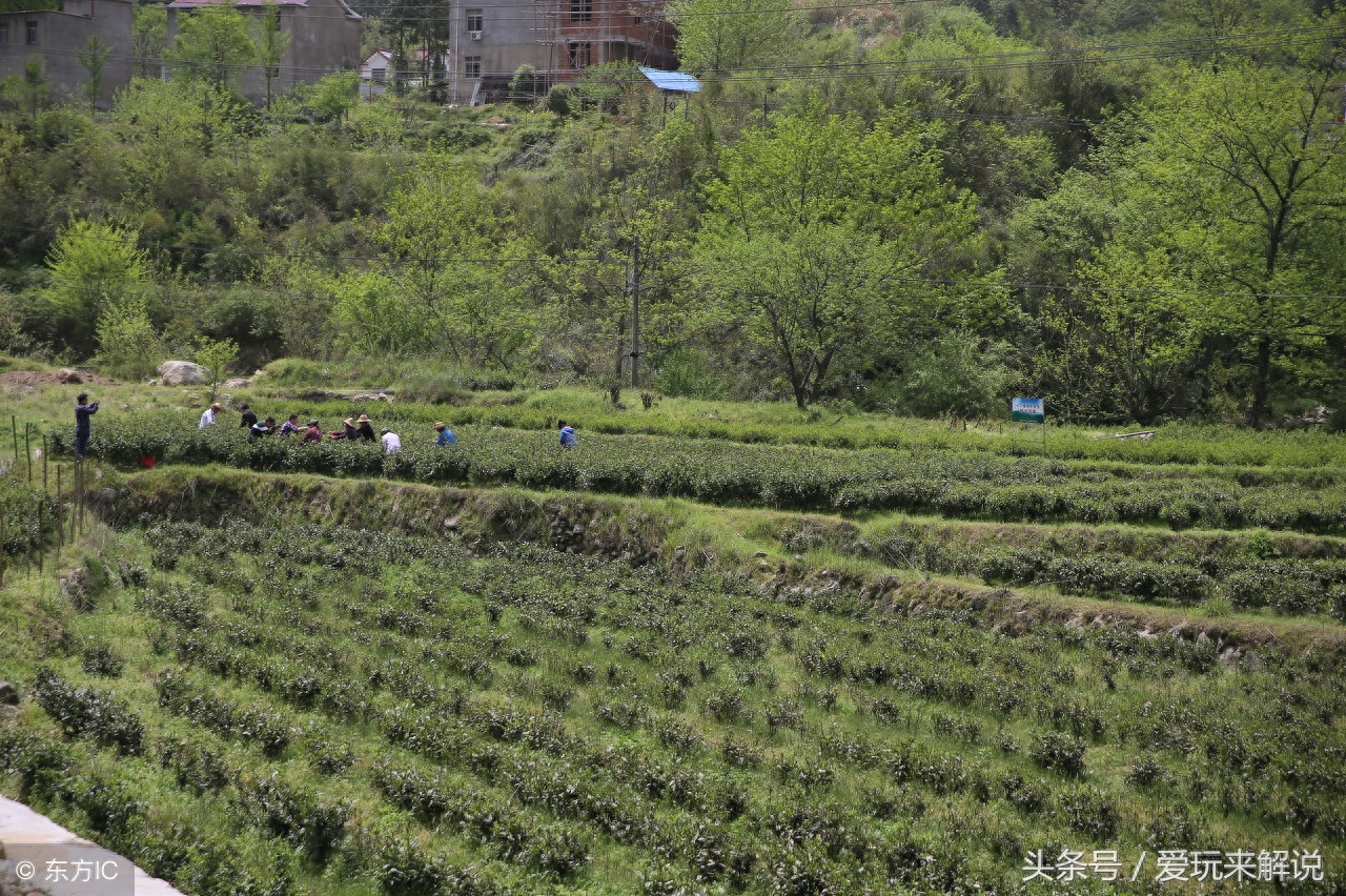 中国十大名茶之一:六安瓜片，曾为朝廷贡茶！你品尝过吗？